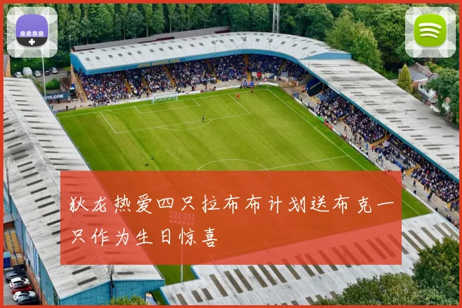 狄龙热爱四只拉布布计划送布克一只作为生日惊喜
